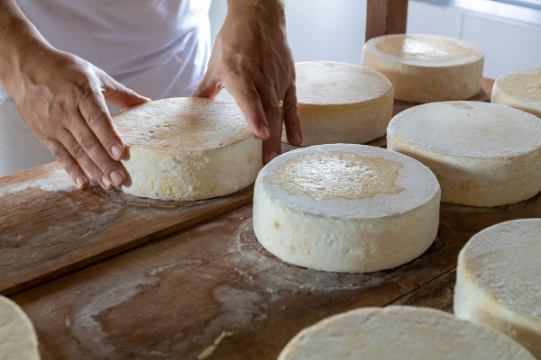 Queijos artesanais sendo manuseados em tábua de madeira durante processo de maturação em uma queijaria típica de Minas Gerais – tradição da culinária colonial brasileira.